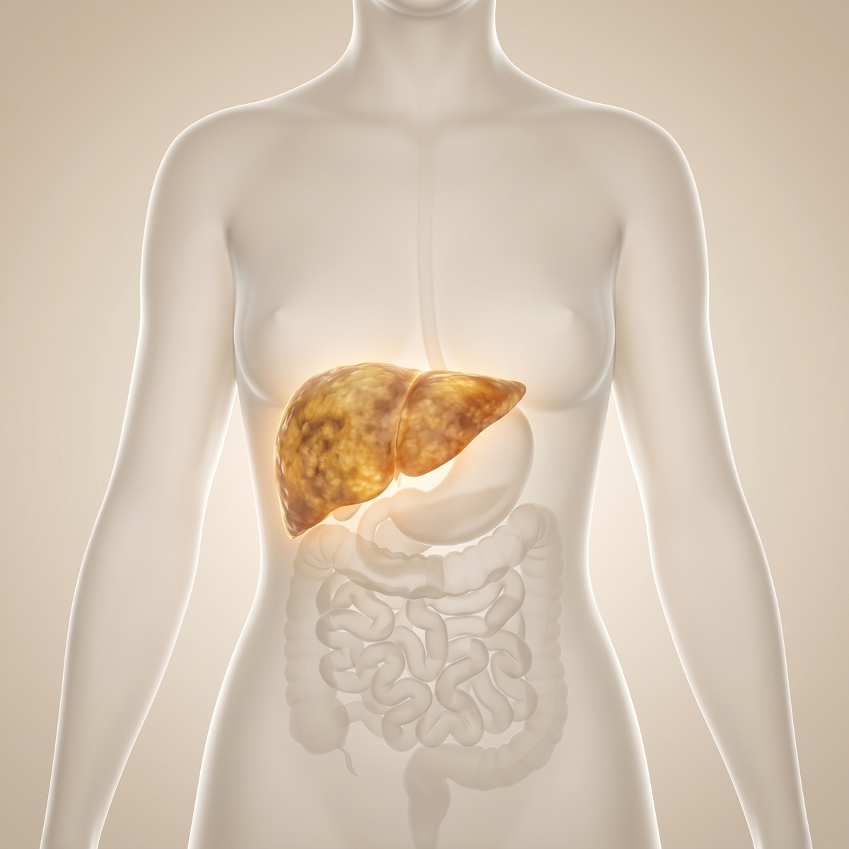 Quiet support for your liver.