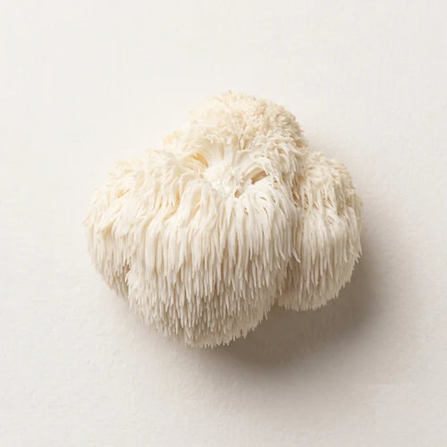 Lion's Mane Mushroom